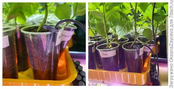 Полив? Легко и просто!