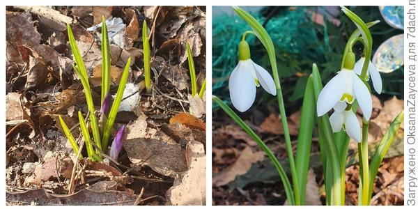 Явный сигнал проверить теплицу! 22 марта!