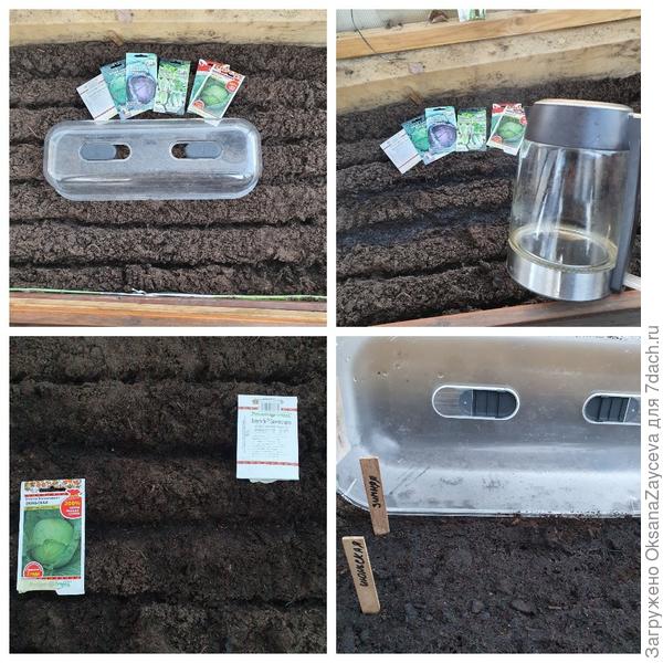 Сею капустоньку!