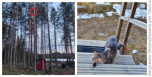 Алискины подвиги