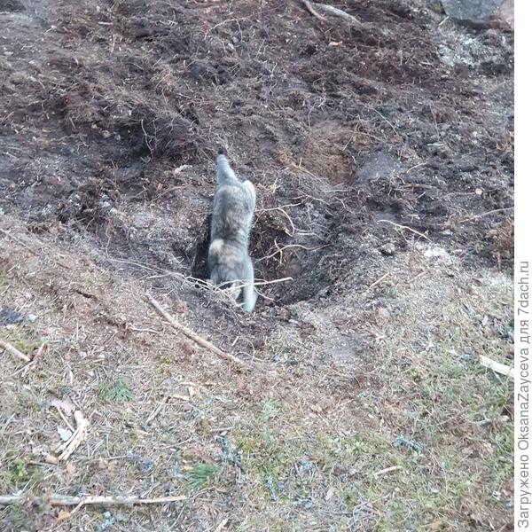 Тут и Алиска подключилась :))))