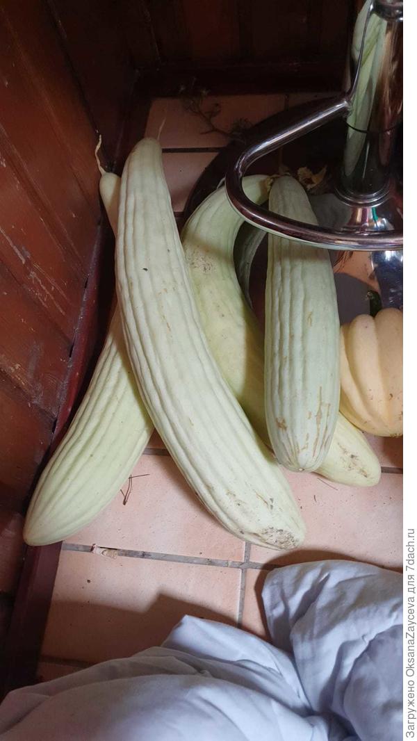 Вот они прошлогодние армяшки