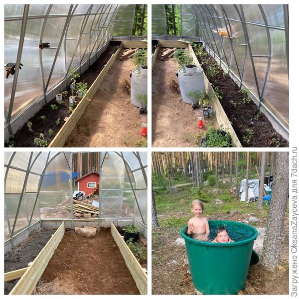 Высадка в новую теплицу растений