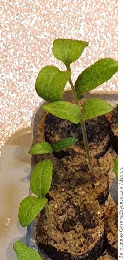 Всходы Блекки