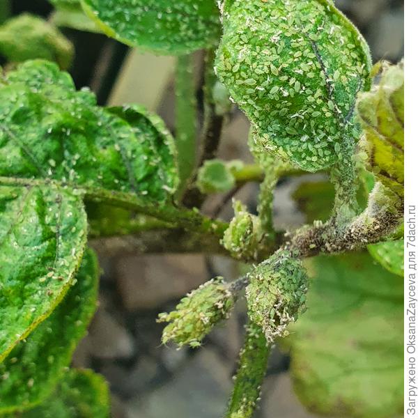 Ну как такое пережить растению, если даже сильнодействующие препараты это не берут?