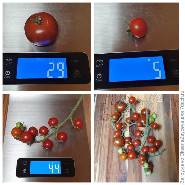 Арапчонок, большой плод с жирующего куста из дачной теплицы, а малыши из домашней теплички с засухой