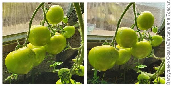 Бонусом Красный купол, шикарные яблочки!!!