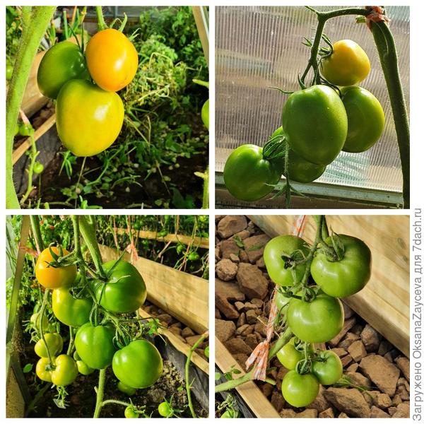 Янтарный купол