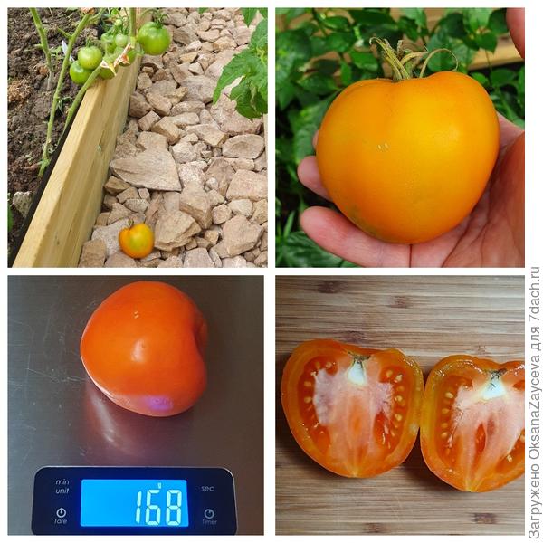 Янтарный купол