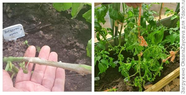 Гниль поразила стебель томата в основании и куст погиб. А заметила я эту гниль лишь когда уже листики поникли