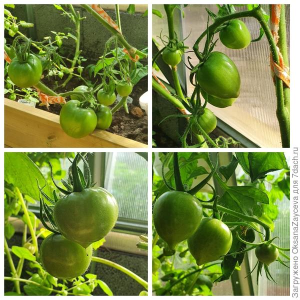 5 августа томаты от Вашего хозяйства