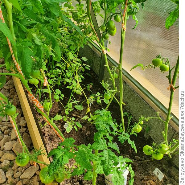 5 августа Завязи видны "невооруженным глазом"