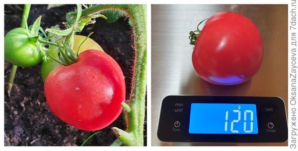 Розовые вершины