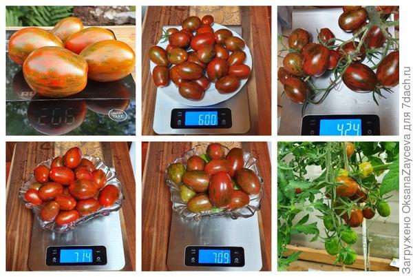 Суперэкзотик 2022