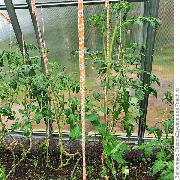 14 июля, через месяц после высадки