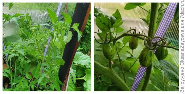 19 июня цветы, 6 июля уже плоды