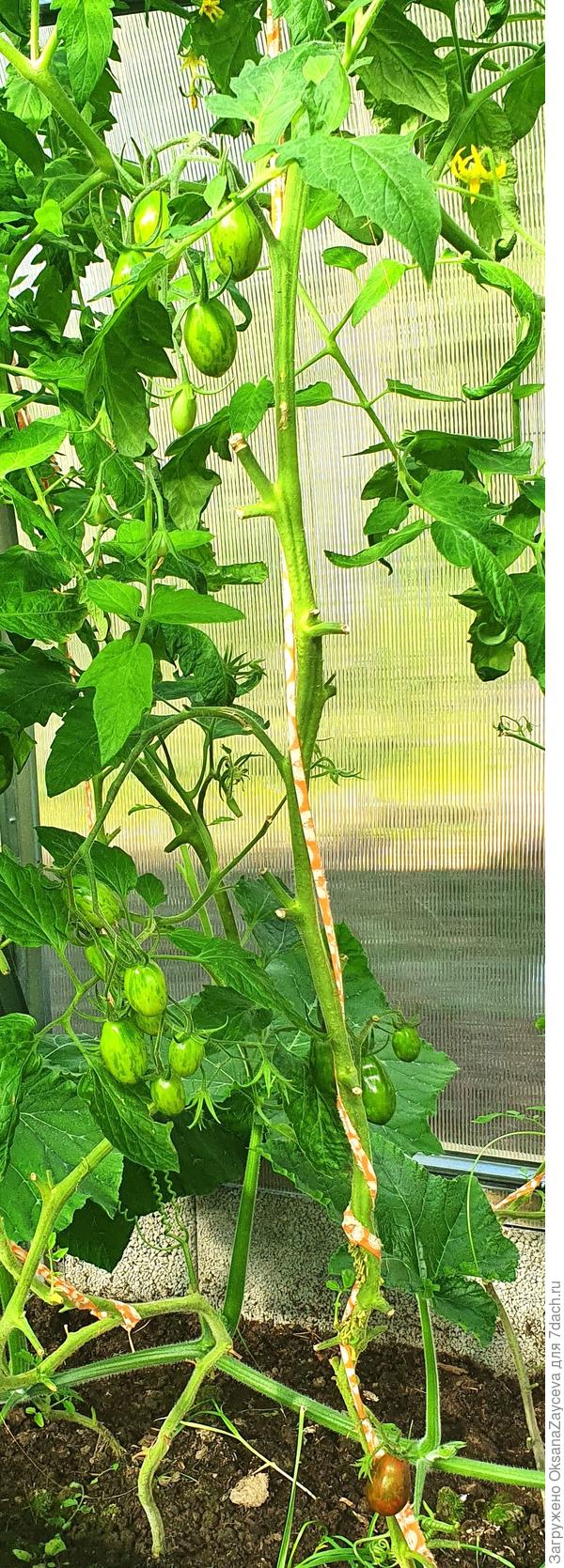 Суперэкзотик