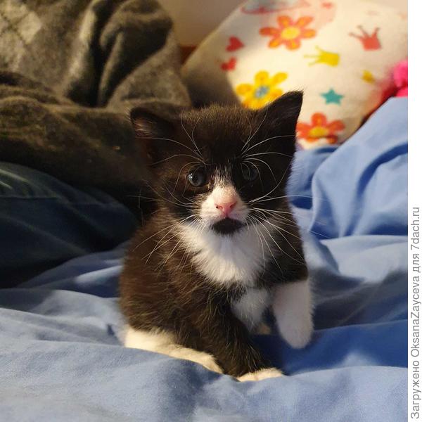 Василий :) Уася!