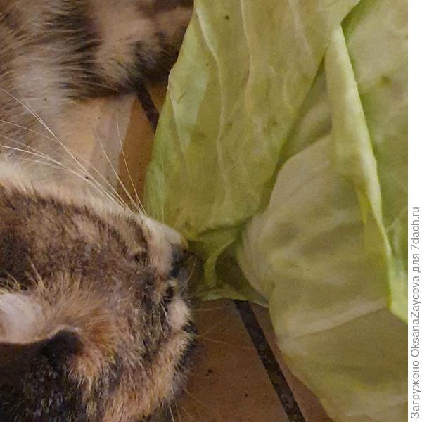 Капуста наше все!