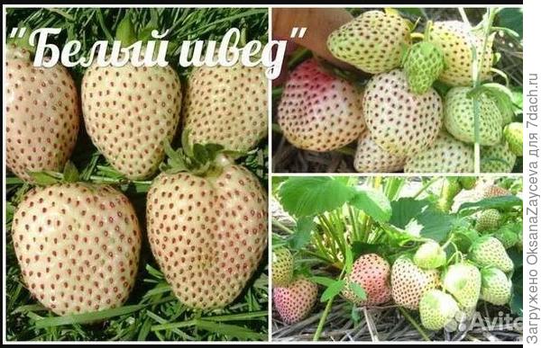 Швед оригинальный