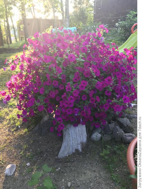Ампельная петуния закрыла кубометр горшка :)