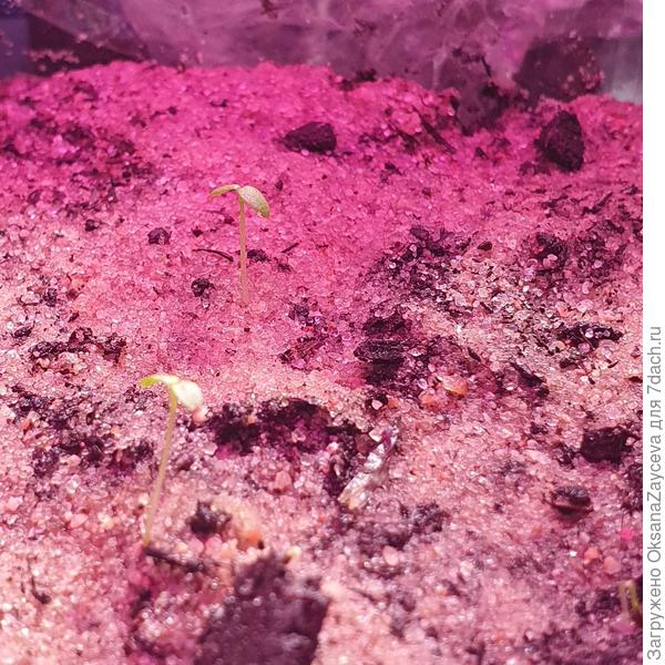 Два всхода и петелька в нижнем правом Грибовский взошел