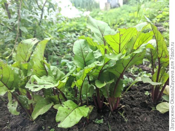 9 июля Мечта кулинара