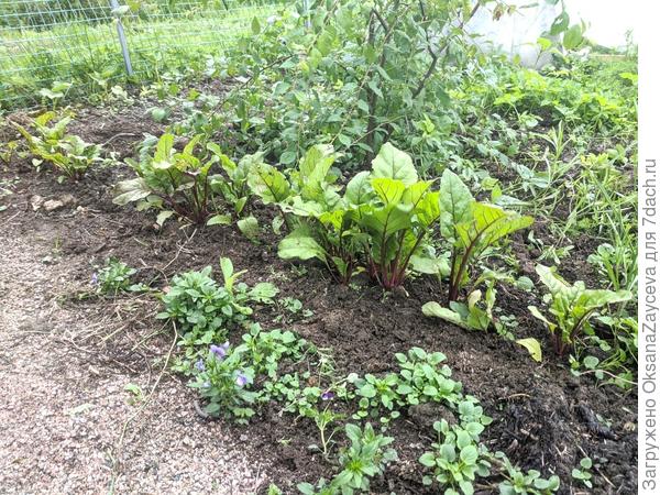 9 июля Мечта кулинара