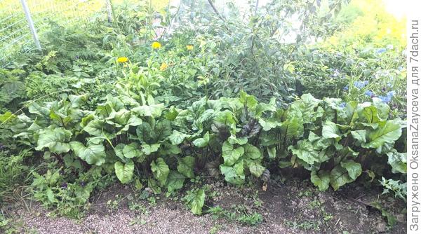 9 августа Мечта кулинара