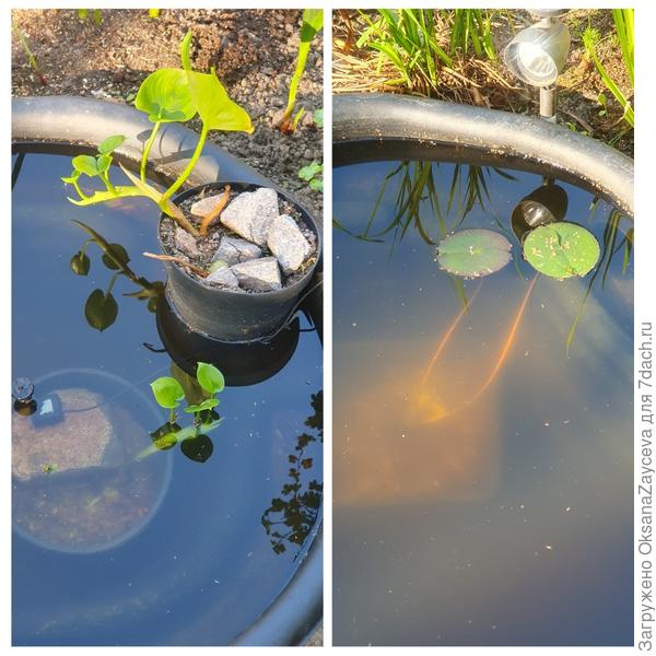 Водные цветы