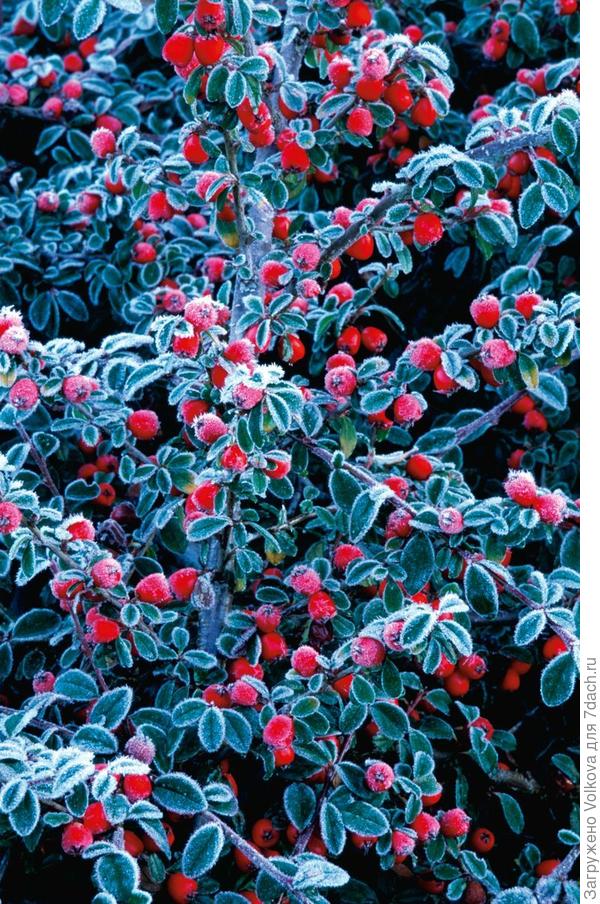 Очень красиво! Интересно, а вкусно?