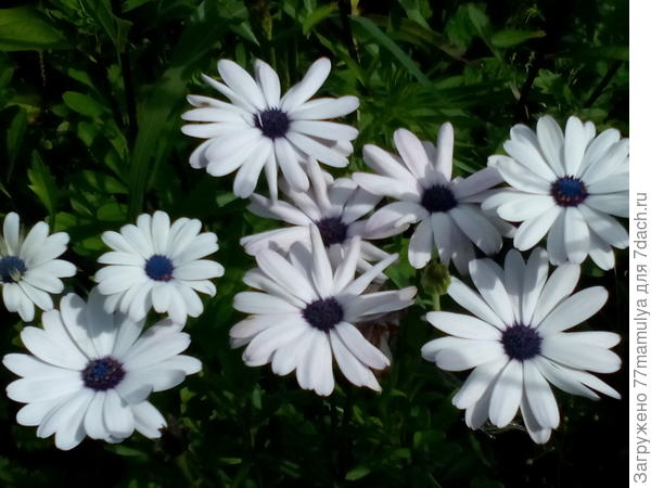 Остеоспернум