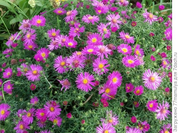 Итальянская астра