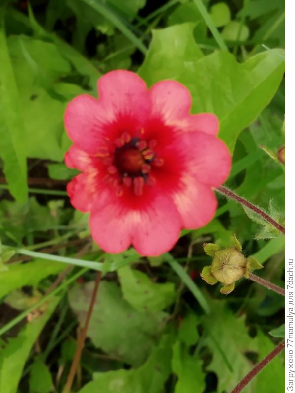 Солнцецвет