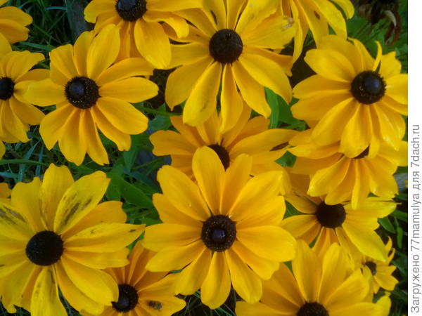 Низкорослая рудекия прекрасно растет в горшках на балконе