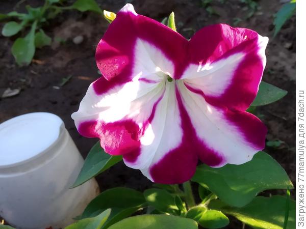 Бланкет Роуз Стар