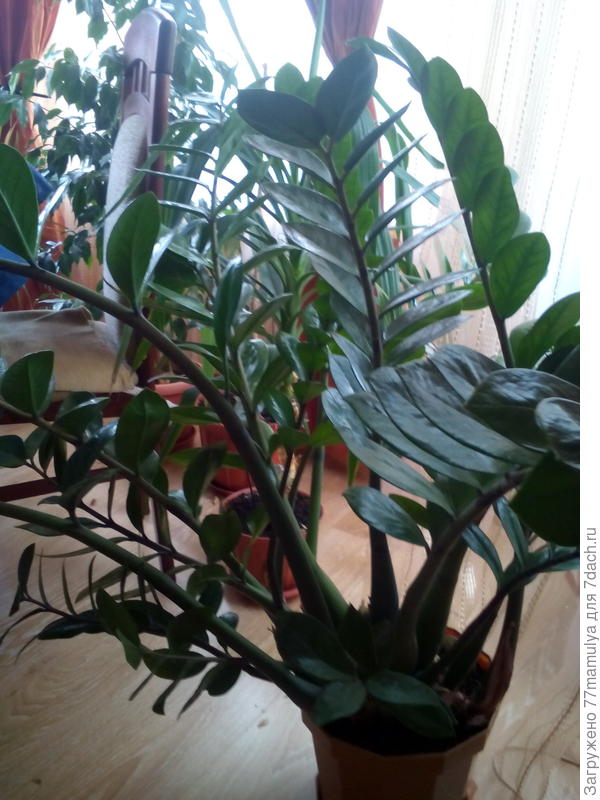 Замиокулкас у дочери. Когда мы пытались его поделить при пересадке, то у на с сразу-то не получилось, слишком мощные корни,не разделить!