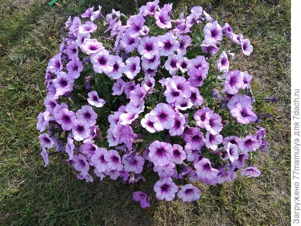 Опера суприм Парпл Вейн