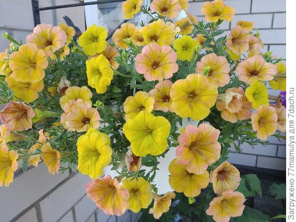 Вегетативная каскадиас Индийское лето