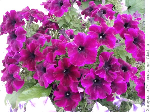 Крейзитуния Космик Парпл