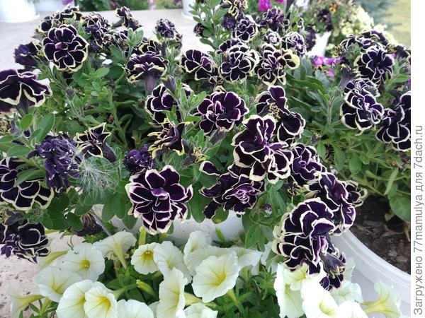 Вегетативная Mystical Midnight Cold