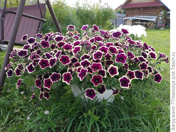 Каскадиас Рим манжента