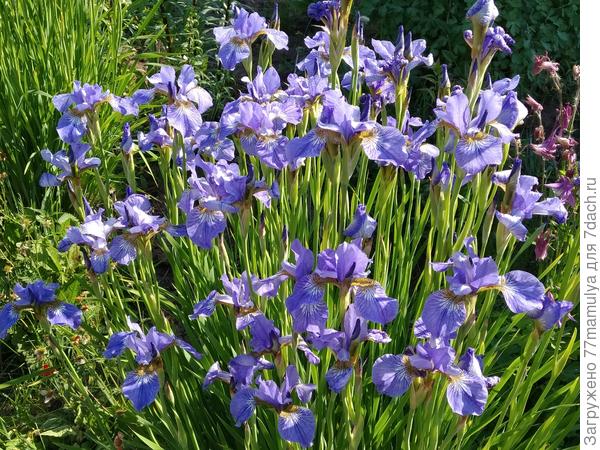 Ирисы