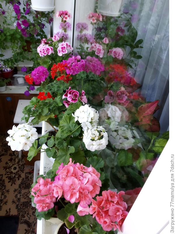 На моем балконе