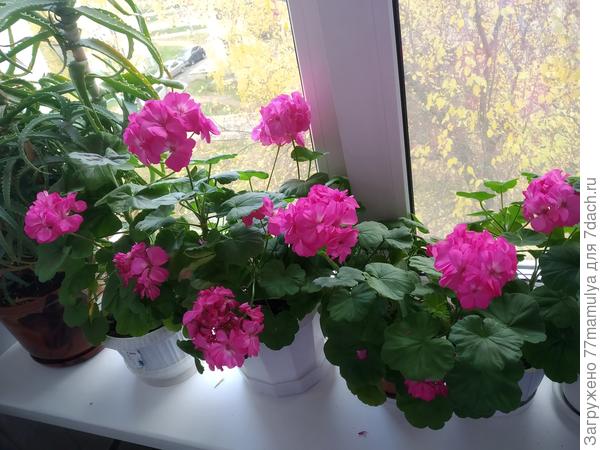 На моем окне