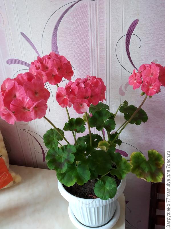 На моем столе