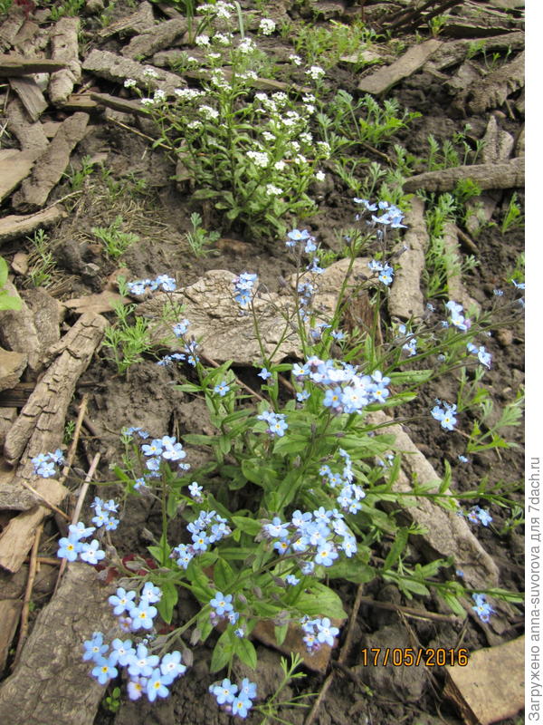 У меня вроде такие же, только еще с белыми цветочками. Взяла у соседки, тоже не знаю как называется.