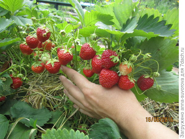 На одном кусте такая красота. Ус посажен в сентябре прошлого года, а в этом порадовал урожаем. Сорт не знаю.