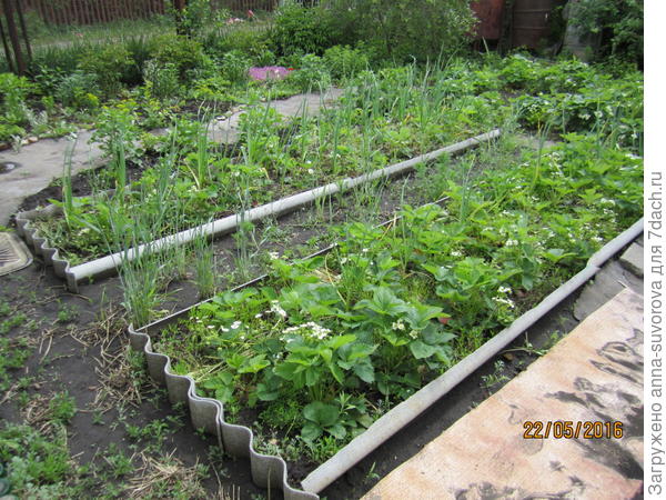 Грядки с клубникой и чесноком.