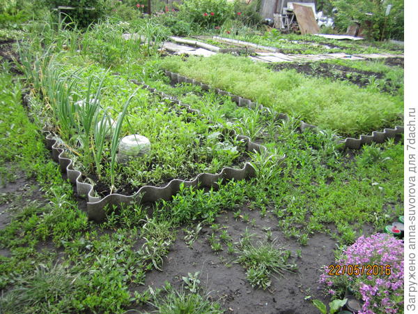 с сидератами